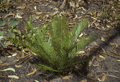 APII jpeg image of Cycas armstrongii  © contact APII