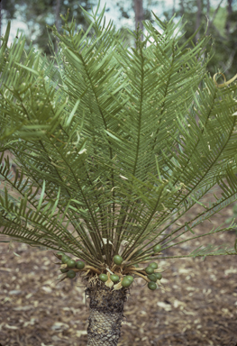 APII jpeg image of Cycas armstrongii  © contact APII