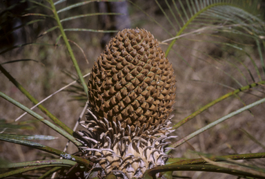 APII jpeg image of Cycas armstrongii  © contact APII