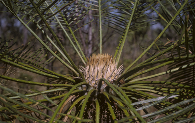 APII jpeg image of Cycas armstrongii  © contact APII