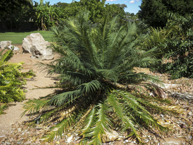 APII jpeg image of Cycas circinalis  © contact APII