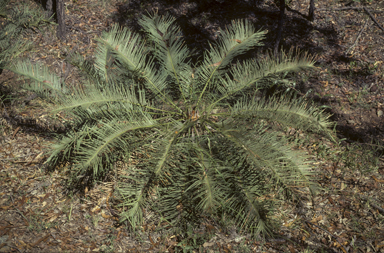 APII jpeg image of Cycas ophiolitica  © contact APII