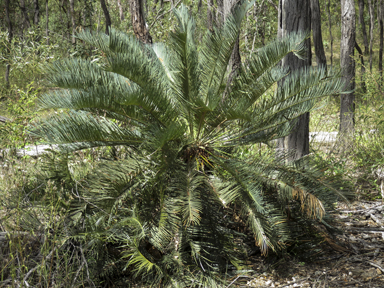 APII jpeg image of Cycas ophiolitica  © contact APII