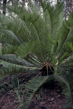 APII jpeg image of Cycas ophiolitica  © contact APII