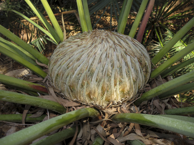 APII jpeg image of Cycas pectinata  © contact APII