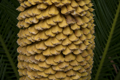 APII jpeg image of Cycas revoluta  © contact APII