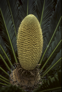 APII jpeg image of Cycas revoluta  © contact APII