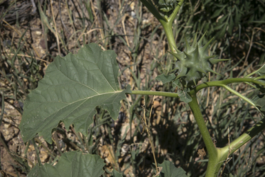 APII jpeg image of Datura ferox  © contact APII