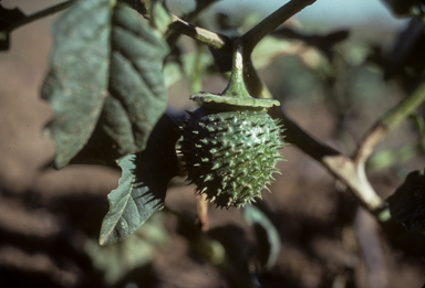 APII jpeg image of Datura leichhardtii  © contact APII