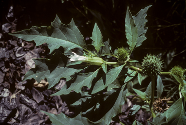 APII jpeg image of Datura stramonium  © contact APII