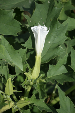 APII jpeg image of Datura stramonium  © contact APII