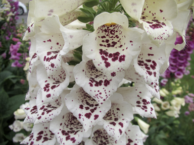 APII jpeg image of Digitalis purpurea  © contact APII