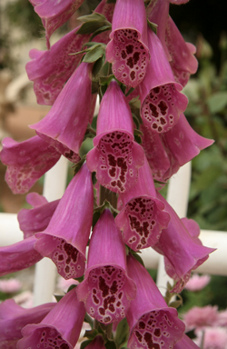 APII jpeg image of Digitalis purpurea  © contact APII