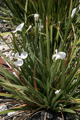 APII jpeg image of Diplarrena latifolia  © contact APII