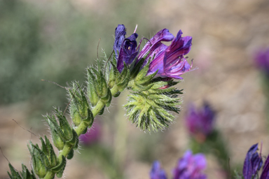 APII jpeg image of Echium plantagineum  © contact APII