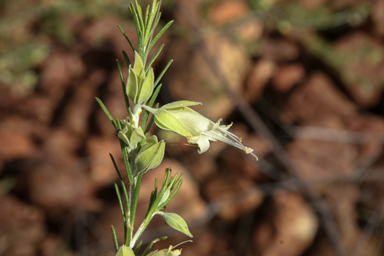 APII jpeg image of Eremophila latrobei  © contact APII