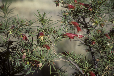 APII jpeg image of Eremophila latrobei  © contact APII