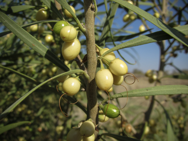 APII jpeg image of Eremophila longifolia  © contact APII