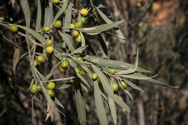 APII jpeg image of Eremophila longifolia  © contact APII