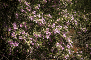 APII jpeg image of Eremophila sturtii  © contact APII