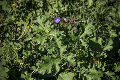 APII jpeg image of Erodium crinitum  © contact APII