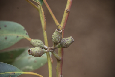 APII jpeg image of Eucalyptus cladocalyx  © contact APII