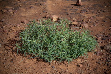 APII jpeg image of Euphorbia boophthona  © contact APII