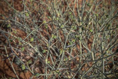 APII jpeg image of Euphorbia tannensis subsp. eremophila  © contact APII