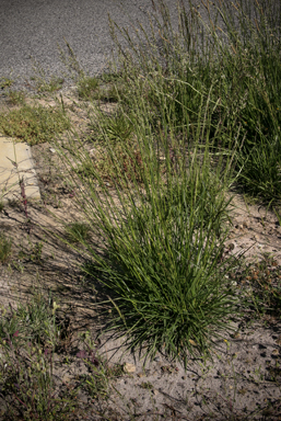 APII jpeg image of Festuca arundinacea  © contact APII