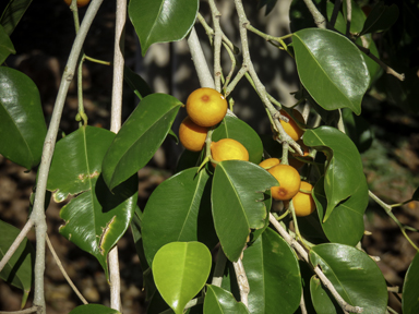 APII jpeg image of Ficus benjamina subsp. comosa  © contact APII