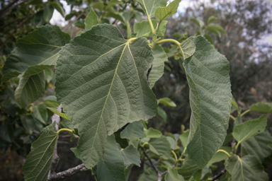 APII jpeg image of Ficus carica  © contact APII