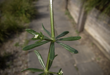 APII jpeg image of Galium aparine  © contact APII