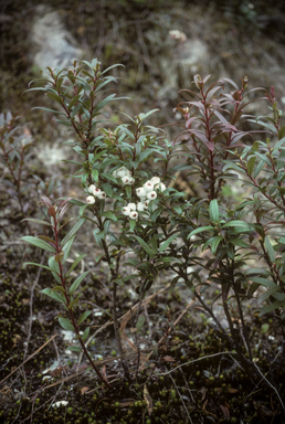 APII jpeg image of Gaultheria hispida  © contact APII