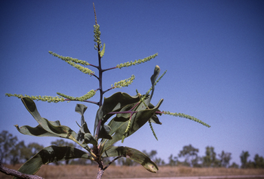 APII jpeg image of Grevillea dimidiata  © contact APII