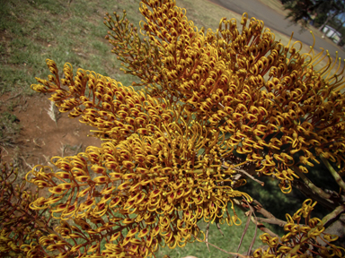 APII jpeg image of Grevillea robusta  © contact APII