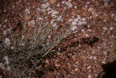 APII jpeg image of Euploca plumosa  © contact APII