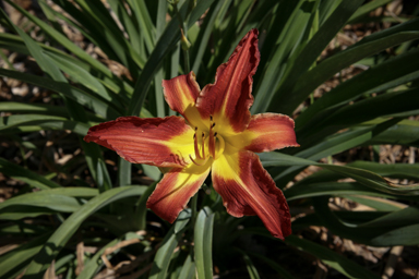 APII jpeg image of Hemerocallis  © contact APII