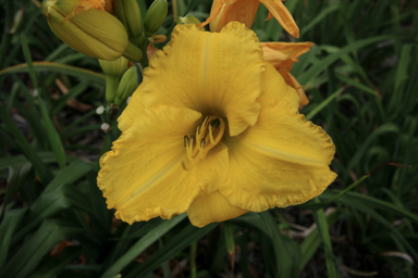 APII jpeg image of Hemerocallis  © contact APII