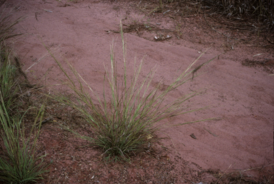 APII jpeg image of Heteropogon contortus  © contact APII