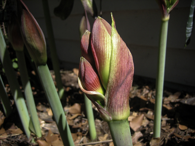 APII jpeg image of Hippeastrum  © contact APII