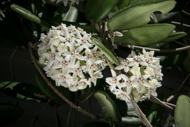 APII jpeg image of Hoya australis subsp. sanae  © contact APII