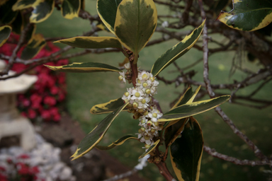 APII jpeg image of Ilex aquifolium  © contact APII