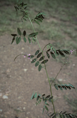 APII jpeg image of Indigofera australis  © contact APII