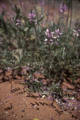 APII jpeg image of Indigofera brevidens  © contact APII