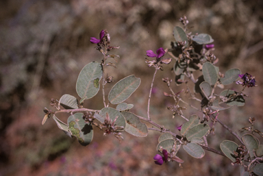 APII jpeg image of Indigofera monophylla  © contact APII