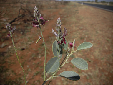 APII jpeg image of Indigofera monophylla  © contact APII