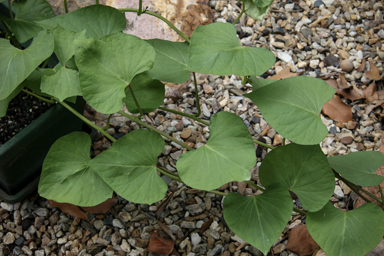 APII jpeg image of Ipomoea batatas  © contact APII