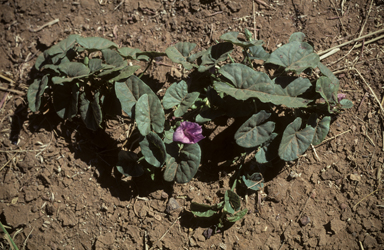 APII jpeg image of Ipomoea muelleri  © contact APII