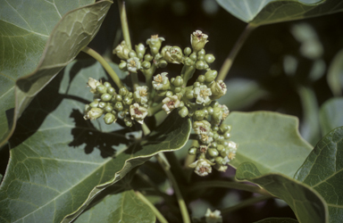 APII jpeg image of Jatropha curcas  © contact APII