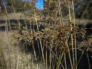 APII jpeg image of Juncus continuus  © contact APII